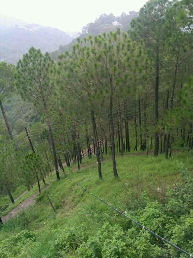 Pine Villa Kasauli Exteriér fotografie